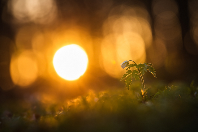 Rådasjöns Naturreservat, Mölnlycke, Härryda kommun.