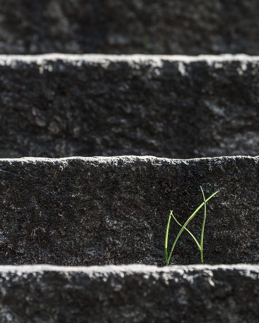 Grässtrå vid Stigberget, Göteborg. Foto: Mikael Svensson