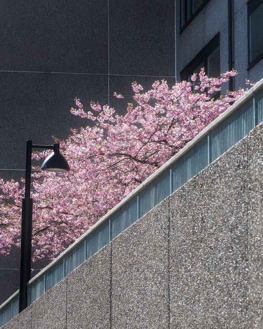 Olivedal, Göteborg. Foto: Mikael Svensson
