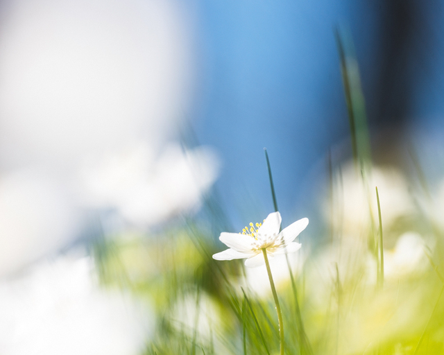 Gunnebo Kulturreservat, Mölndal.