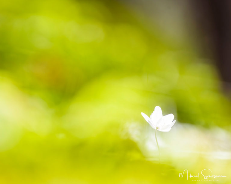 Vitsippa i Delsjöområdet, Göteborg. Foto: Mikael Svensson, www.mikaelsvensson.com