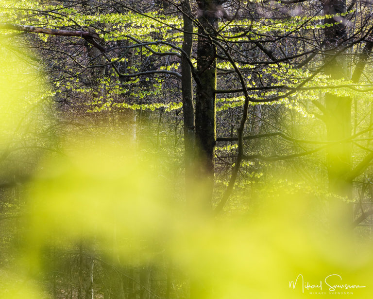 Delsjöområdet, Göteborg. Foto: Mikael Svensson, www.mikaelsvensson.com