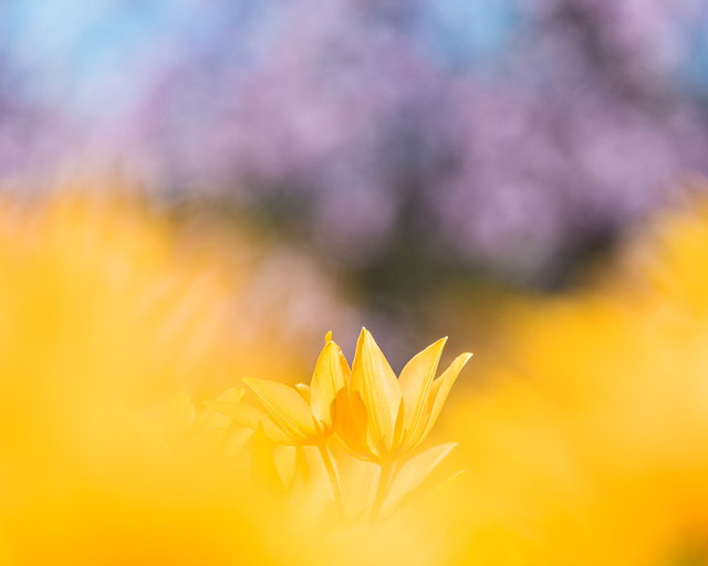 Botaniska trädgården, Göteborg. Foto: Mikael Svensson