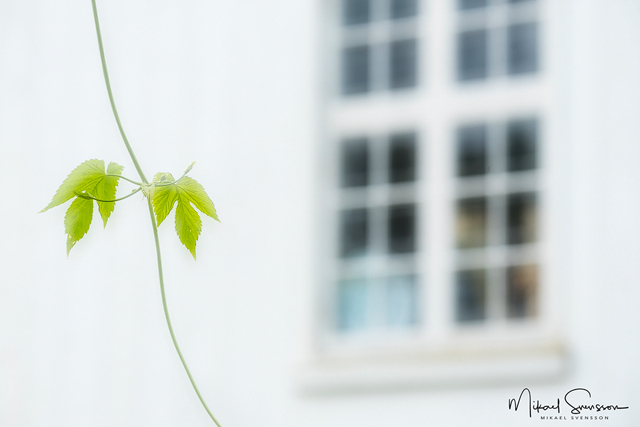 Gunnebo Slott och Trädgårdar, Mölndal. Foto: Mikael Svensson