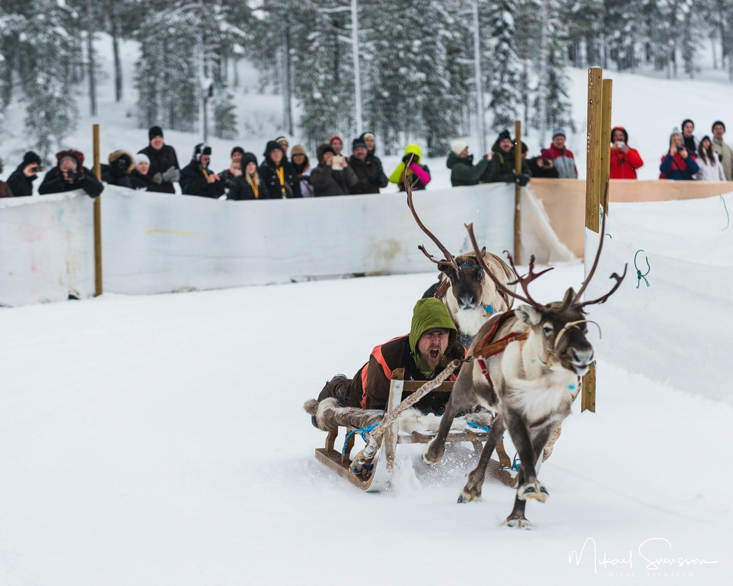 Luleälven möten i norr. Renrace under Jokkmokks marknad