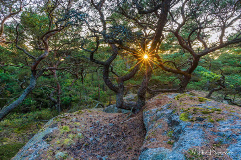 Särö Västerskog Naturreservat, Halland. Foto: Mikael Svensson