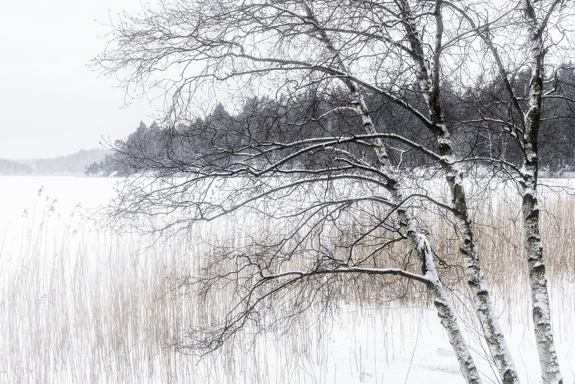 Stora Delsjön, Göteborg. Foto: Mikael Svensson, www.mikaelsvensson.com