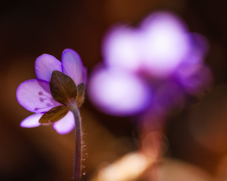 Blåsippor vid Tjolöholm, Halland. Foto: Mikael Svensson, www.mikaelsvensson.com