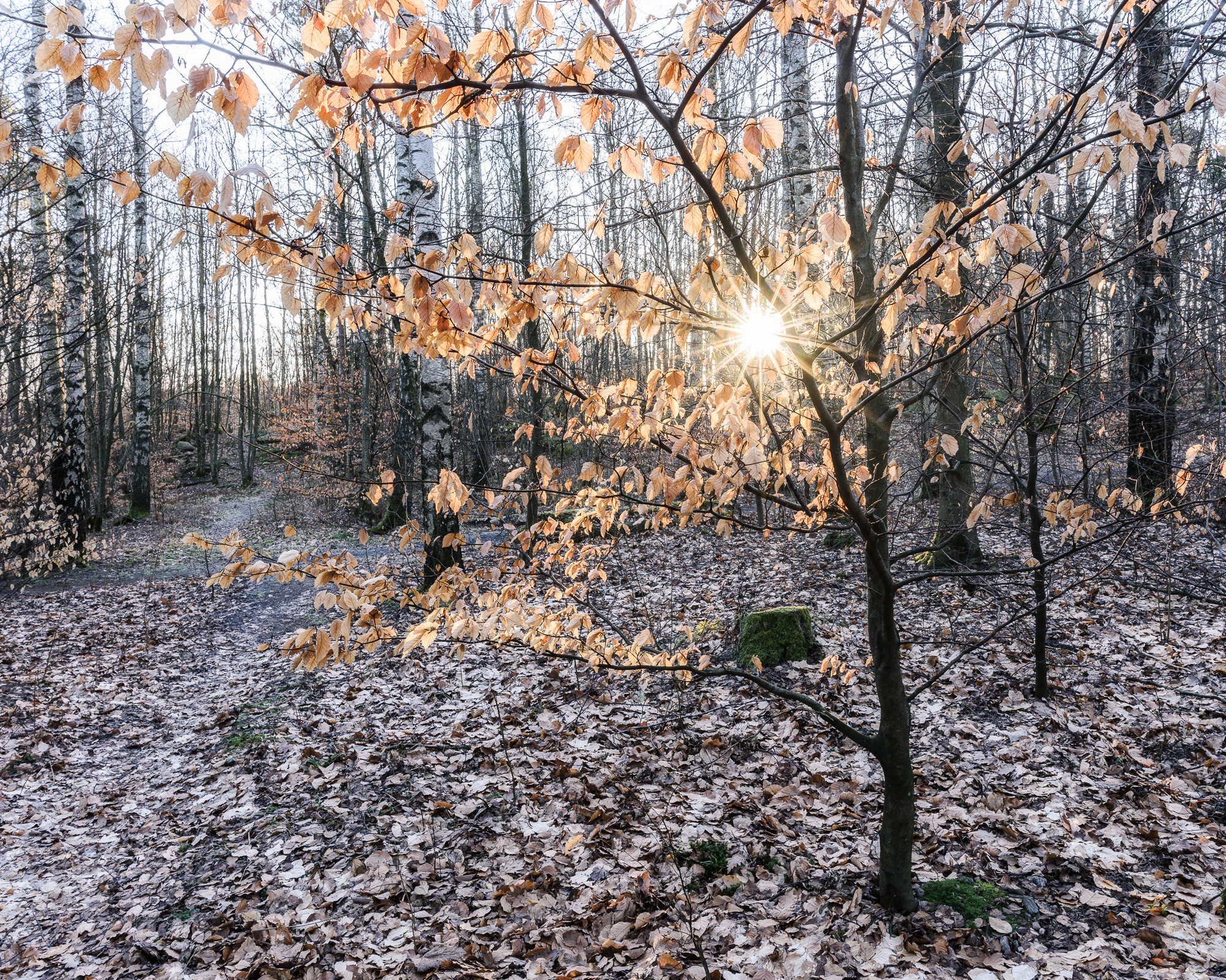 Delsjöområdet, Göteborg.