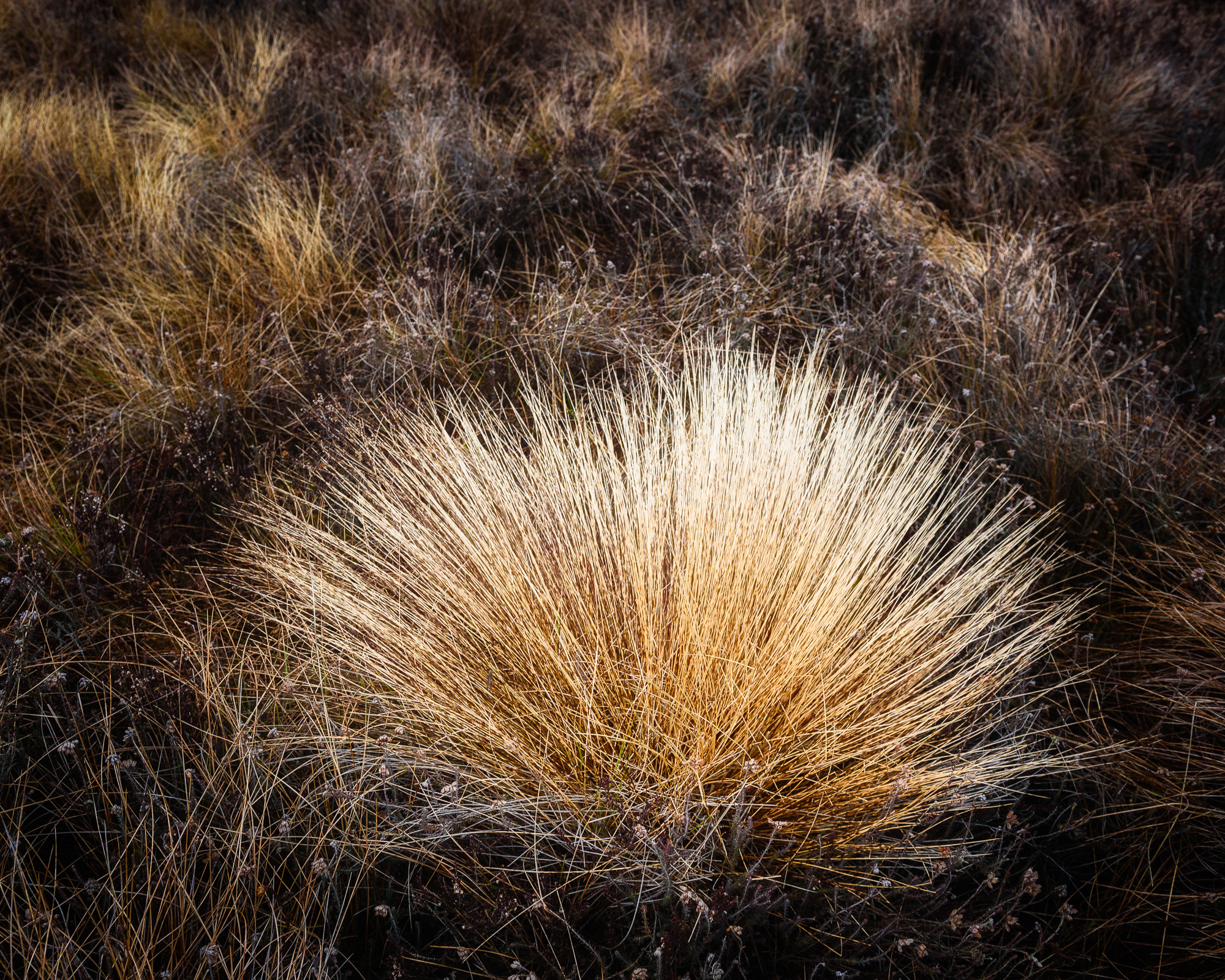 Bredaremossen, Delsjöområdet.