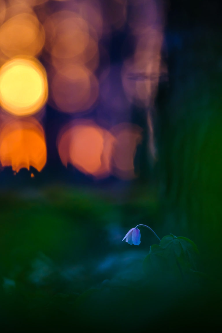 Vitsippa i Rådasjöns naturreservat. Foto: Mikael Svensson, www.mikaelsvensson.com