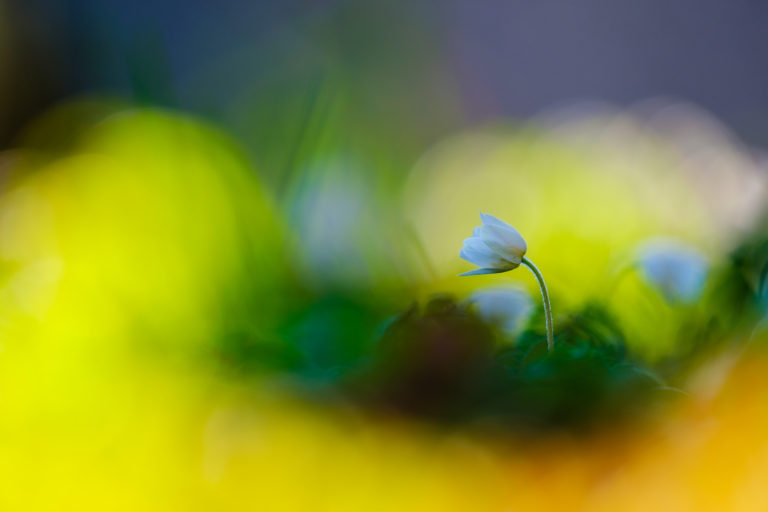 Apslätten, Göteborg. Foto: Mikael Svensson, www.mikaelsvensson.com