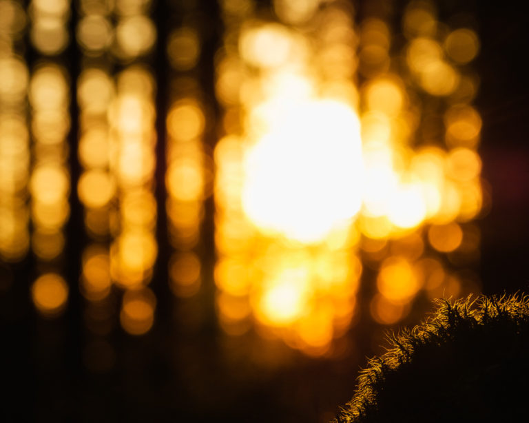 Delsjöområdet, Göteborg. Foto: Mikael Svensson, www.mikaelsvensson.com