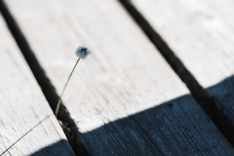 Ugglemossen, Delsjöområdet. Foto: Mikael Svensson