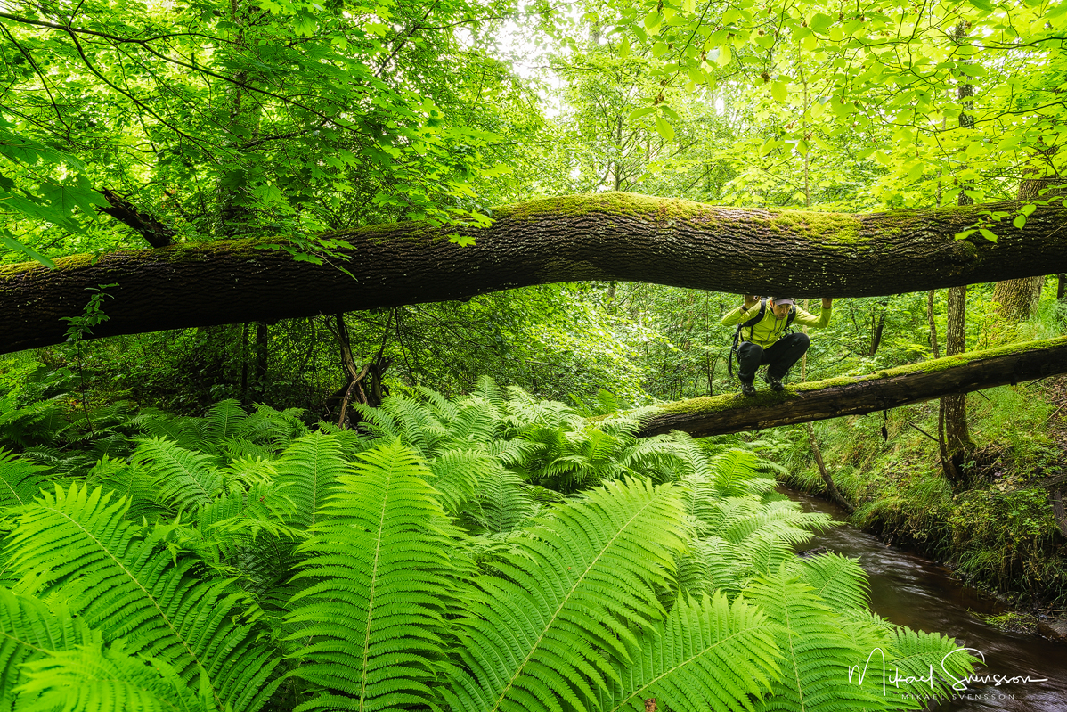 Delsjöområdet, Göteborg. Foto: Mikael Svensson, www.mikaelsvensson.com