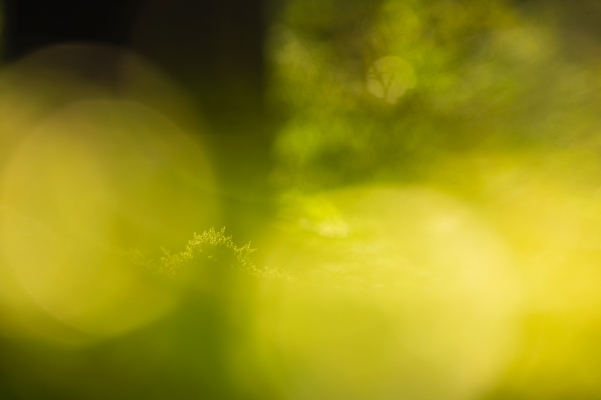 Delsjöområdet, Göteborg. Foto: Mikael Svensson, www.mikaelsvensson.com