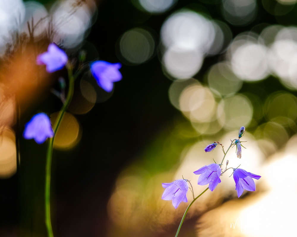 Sandsjöbacka naturreservat, Mölndal. Foto: Mikael Svensson,