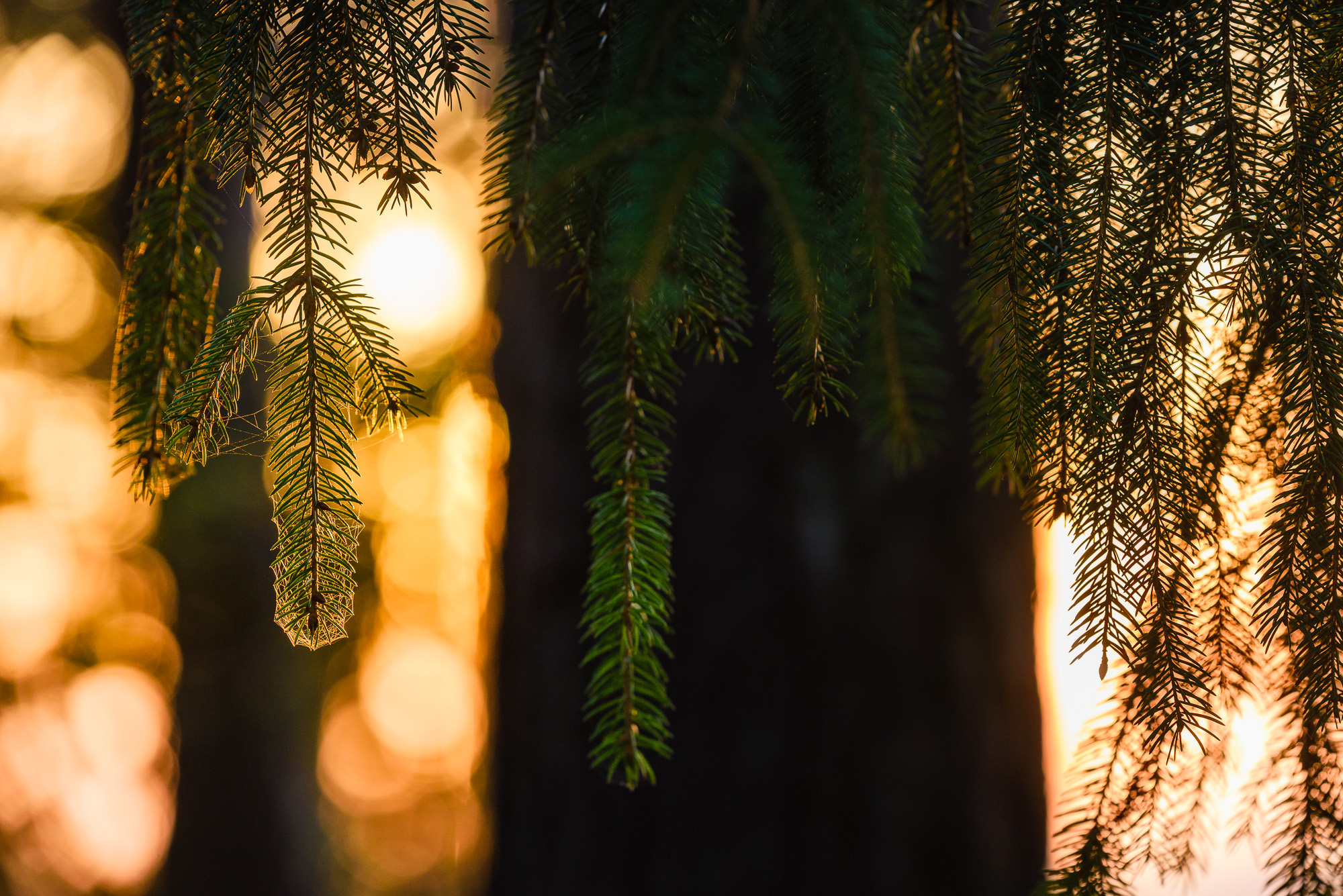 Kåhög, Partille kommun. Foto: Mikael Svensson, www.mikaelsvensson.com