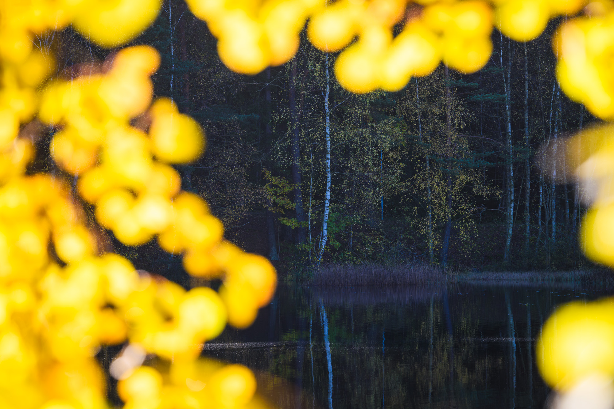 Björndammen, Partille kommun. Foto: Mikael Svensson, www.mikaelsvensson.com