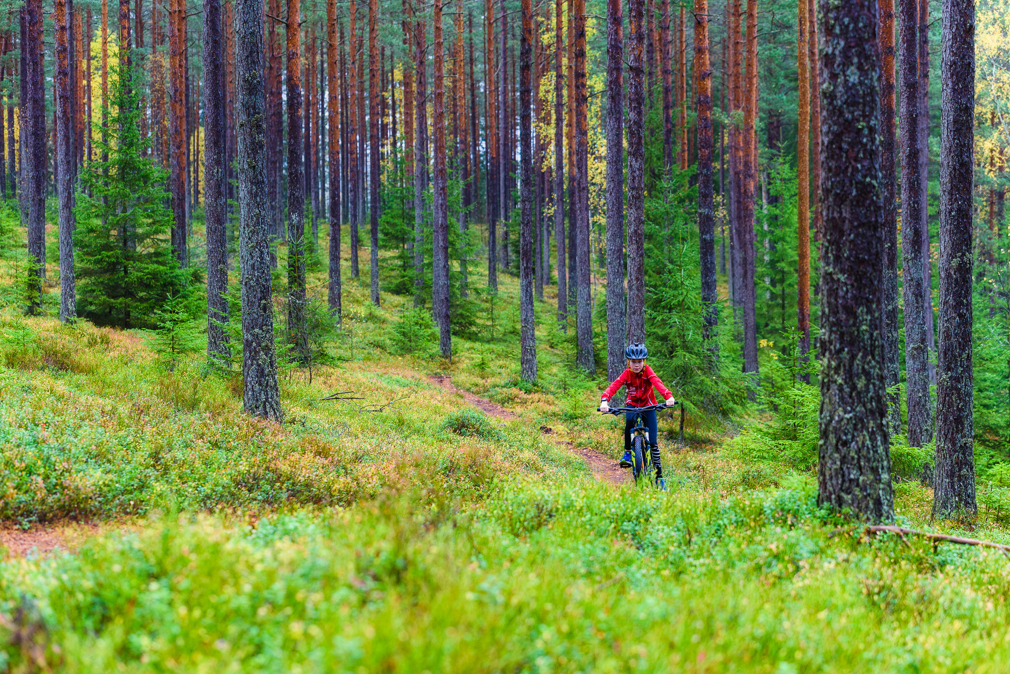 Isaberg, Småland. Foto: Mikael Svensson, www.mikaelsvensson.com