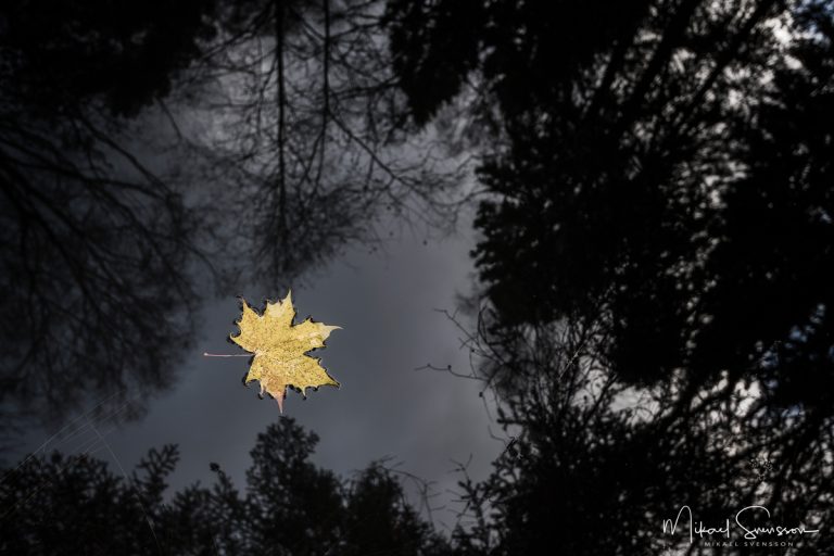 Delsjöområdet, Göteborg. Foto: Mikael Svensson, www.mikaelsvensson.com
