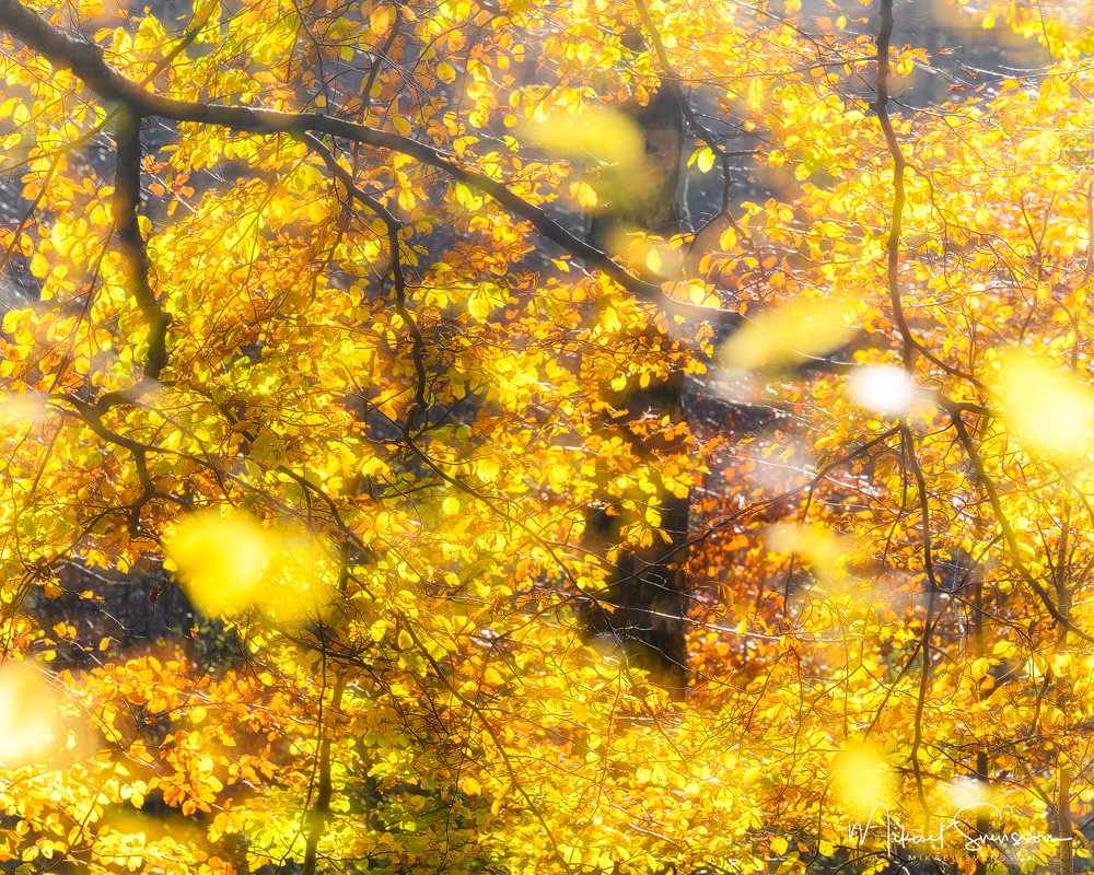 Delsjöområdet, Göteborg. Foto: Mikael Svensson, www.mikaelsvensson.com