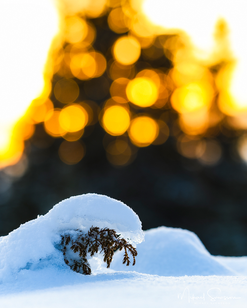 Lofsdalsfjällen, Härjedalen. Foto: Mikael Svensson, www.mikaelsvensson.com