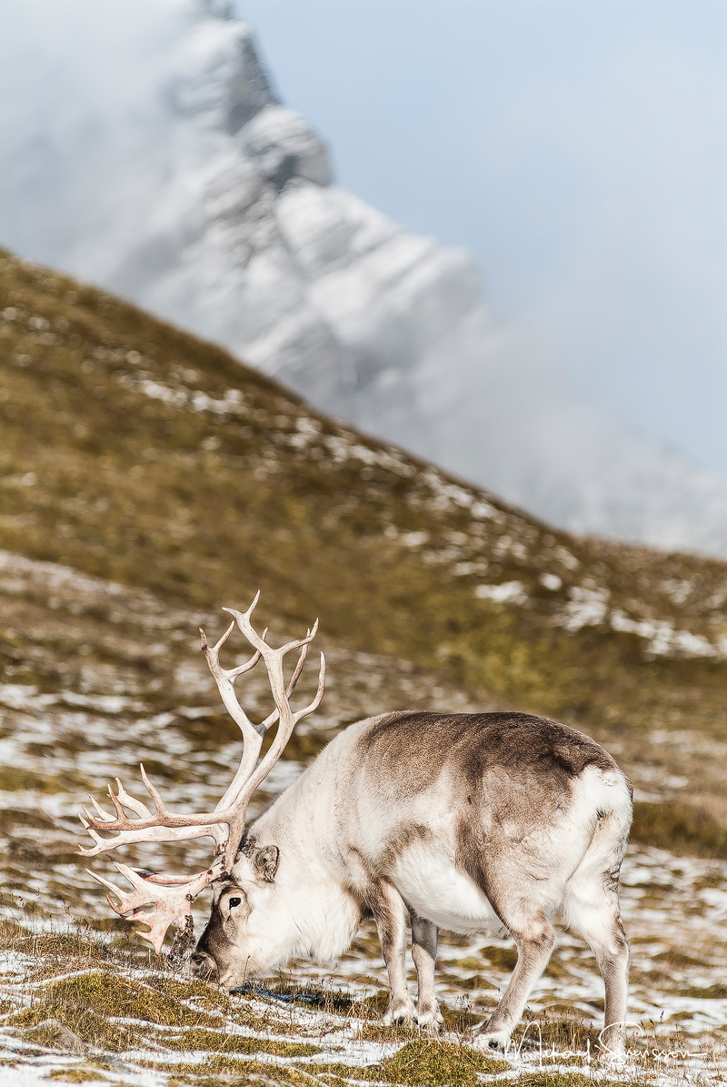 Svalbardsren, Rangifer tarandus platyrhynchus. Foto: Mikael Svensson, www.mikaelsvensson.com