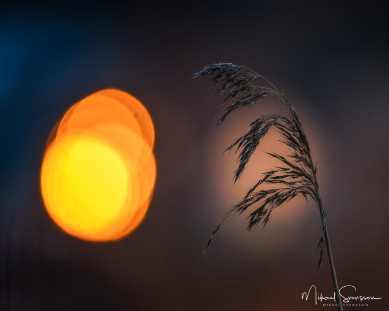 Rådasjön, Mölndal. Foto: Mikael Svensson, www.mikaelsvensson.com