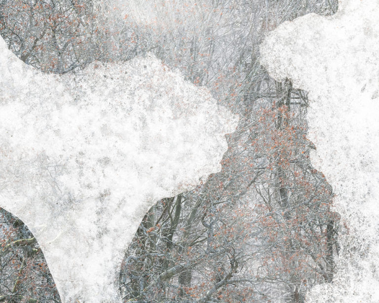 Risbohult, Härryda kommun. Foto: Mikael Svensson, www.mikaelsvensson.com