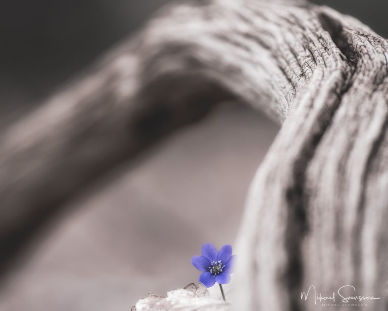 Tjolöholm, Kungsbacka kommun. Foto: Mikael Svensson, www.mikaelsvensson.com