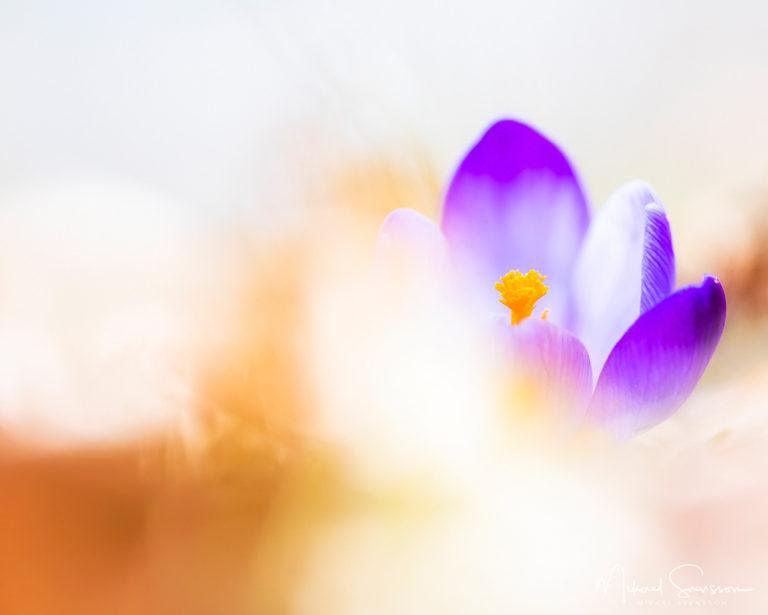 Tjolöholm, Kungsbacka kommun. Foto: Mikael Svensson, www.mikaelsvensson.com