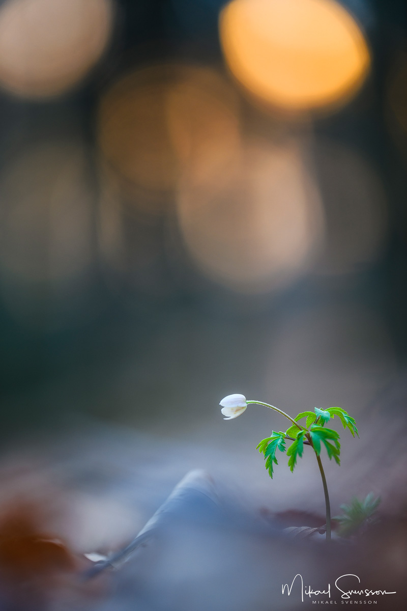 Rådasjöns Naturreservat, Härryda kommun. Foto: Mikael Svensson, www.mikaelsvensson.com
