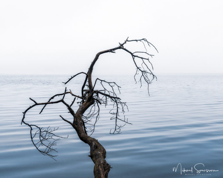 Lyngern, Kungsbacka kommun. Foto: Mikael Svensson, www.mikaelsvensson.com