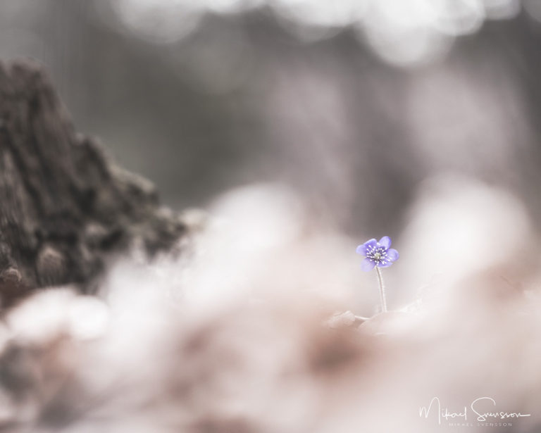 Tjolöholm, Kungsbacka kommun. Foto: Mikael Svensson, www.mikaelsvensson.com