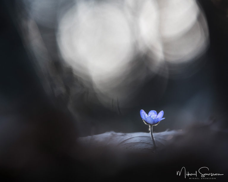 Tjolöholm, Kungsbacka kommun, Halland. Foto: Mikael Svensson, www.mikaelsvensson.com