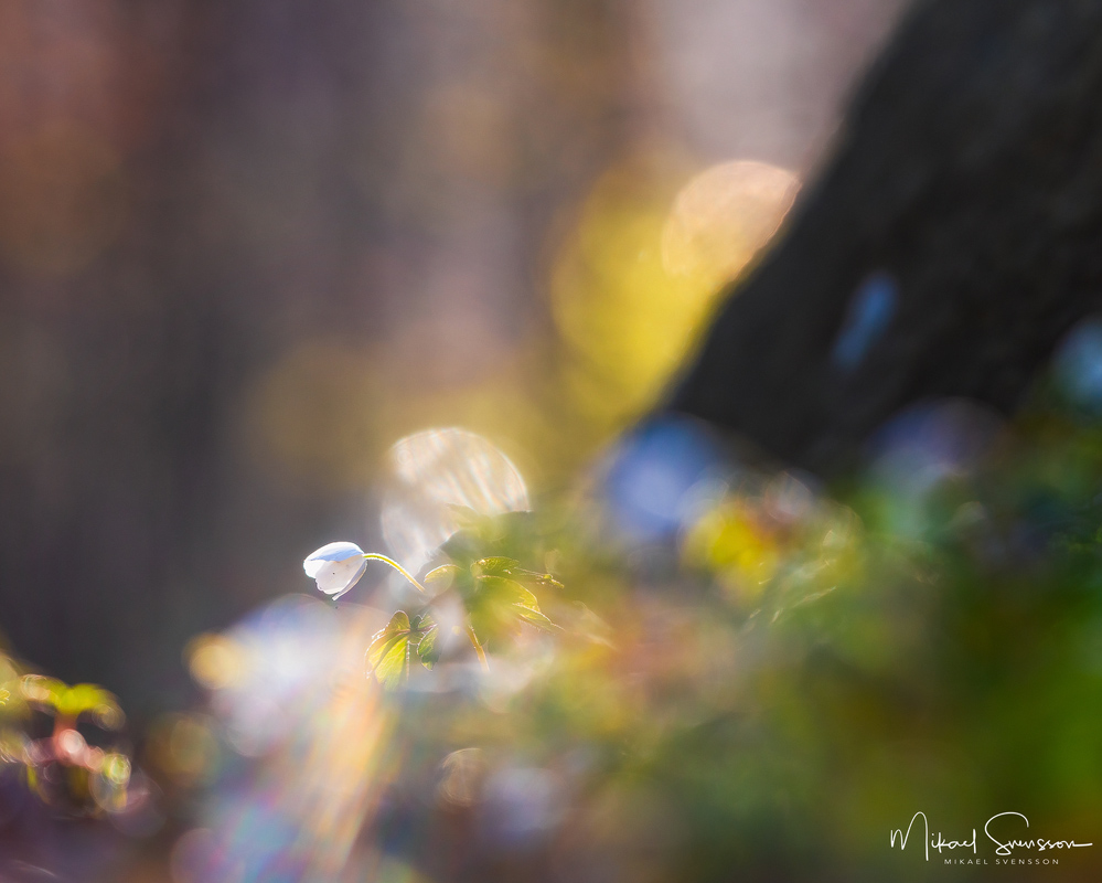 Göteborg. Foto: Mikael Svensson, www.mikaelsvensson.com