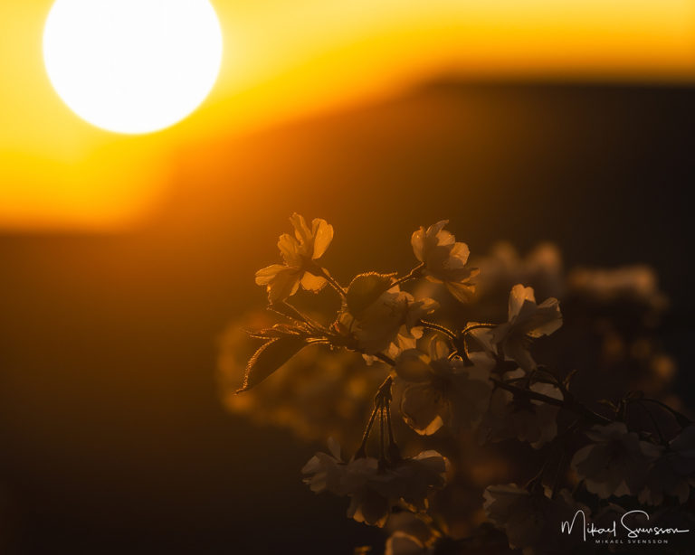 Åbro, Mölndal. Foto: Mikael Svensson, www.mikaelsvensson.com