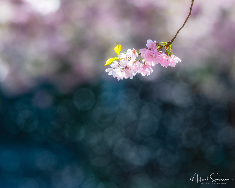Seminarieparken, Göteborg. Foto: Mikael Svensson, www.mikaelsvensson.com