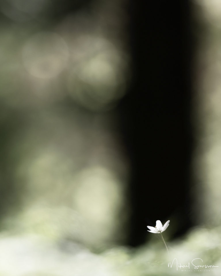 Änggårdsbergen naturreservat, Göteborg. Foto: Mikael Svensson, www.mikaelsvensson.com