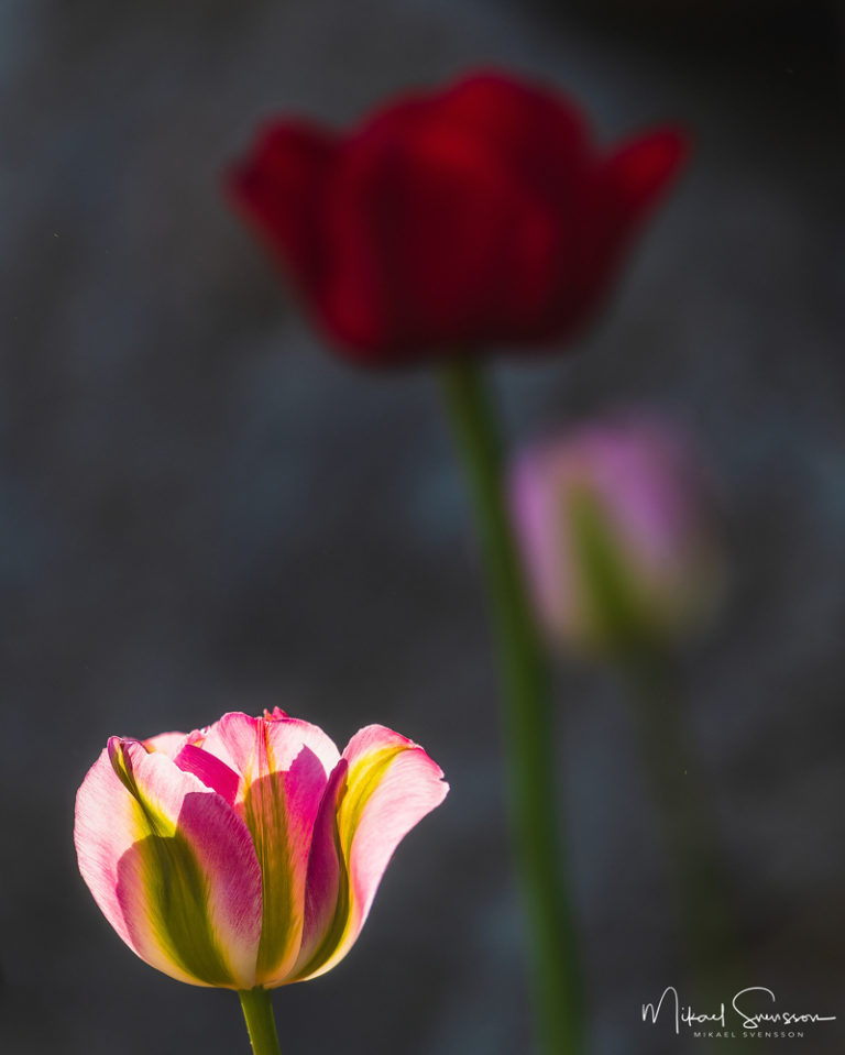 Gunnebo Slott, Mölndal. Foto: Mikael Svensson, www.mikaelsvensson.com