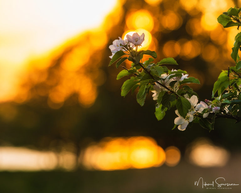 Hanhals holme, Kungsbacka kommun. Foto: Mikael Svensson, www.mikaelsvensson.com
