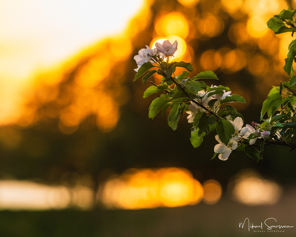 Hanhals holme, Kungsbacka kommun. Foto: Mikael Svensson, www.mikaelsvensson.com