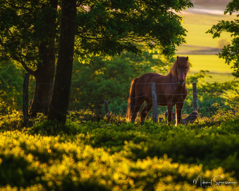 Fjärås, Kungsbacka kommun. Foto: Mikael Svensson, www.mikaelsvensson.com