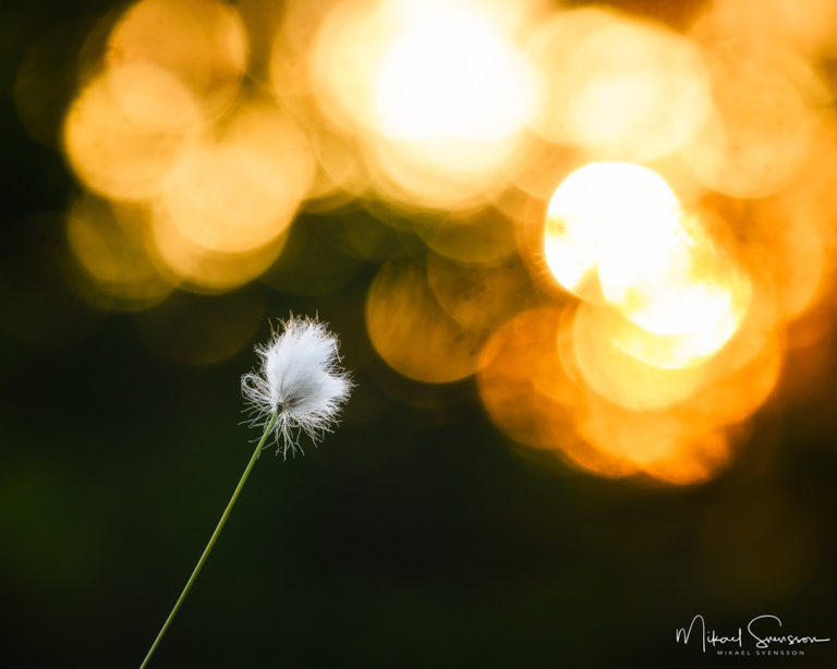 Idre Fjäll, Dalarna, Sweden.