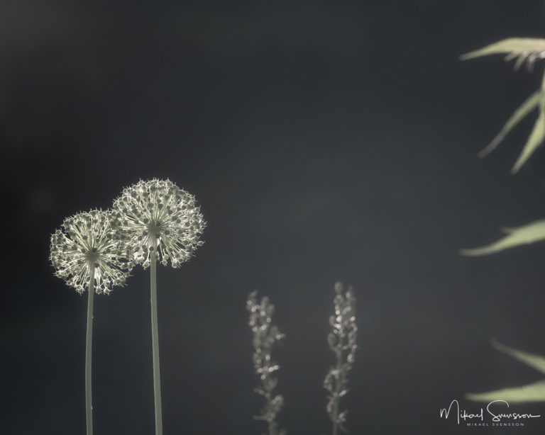 Gerbianska trädgården, Mölnlycke, Sweden. Foto: Mikael Svensson, www.mikaelsvensson.com