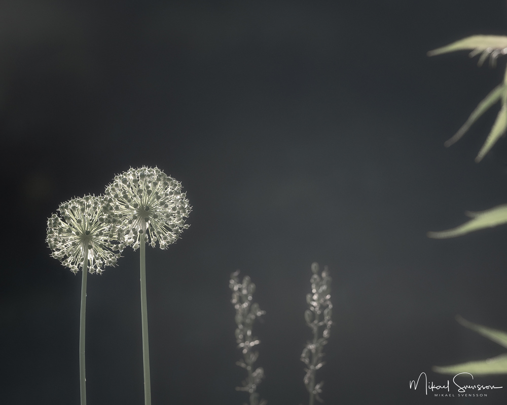 Gerbianska trädgården, Mölnlycke, Sweden. Foto: Mikael Svensson, www.mikaelsvensson.com