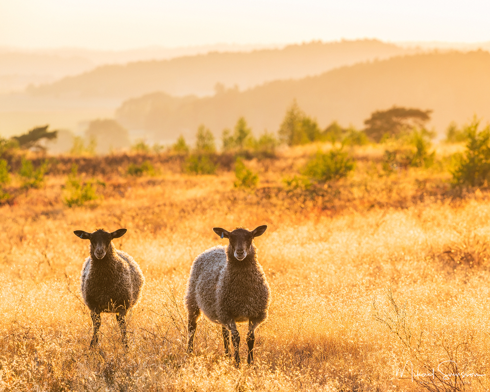 15 July 2018. Fjärås, Halland, Sweden.