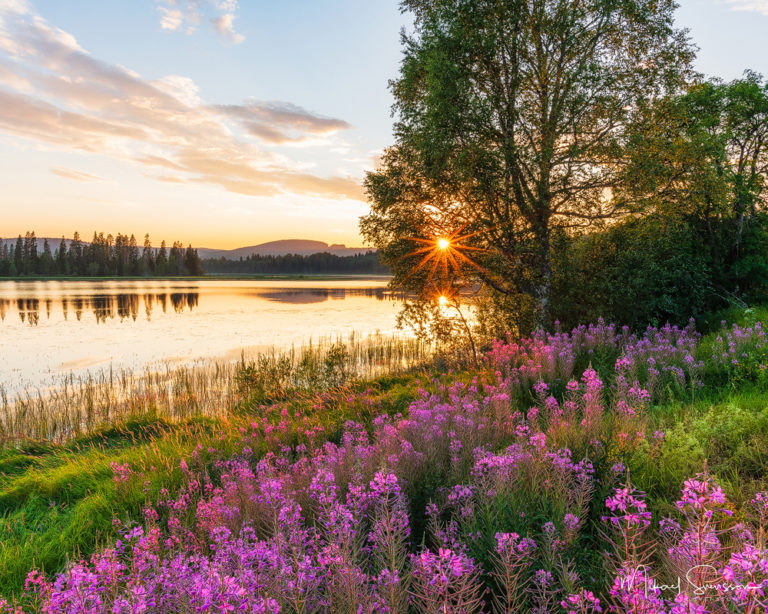 22 Juli 2018. Långnässjön, Ångermanland, Sverige. Foto: Mikael Svensson, www.mikaelsvensson.com