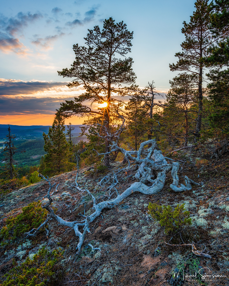 23 juli 2018. Skuleberget, Ångermanland, Sverge.